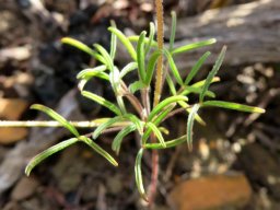Oxalis ciliaris var. ciliaris leaves