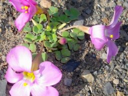 Oxalis commutata