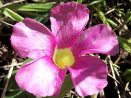 Oxalis commutata flower