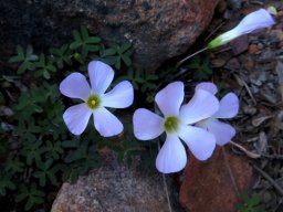Oxalis comosa