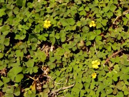Oxalis corniculata on which the sun never sets