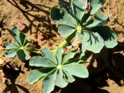Oxalis flava var. fabifolia