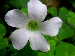 Oxalis incarnata flower