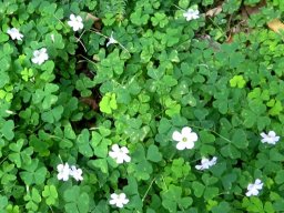 Oxalis incarnata