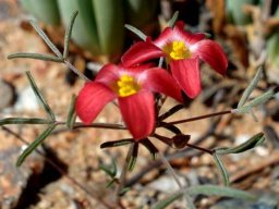 Oxalis