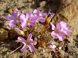 Oxalis leptogramma