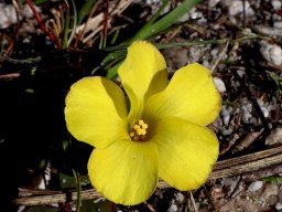Oxalis luteola