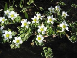 Oxalis natans