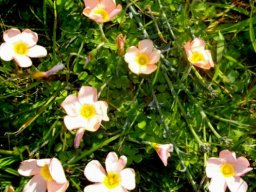 Oxalis obtusa flowers in a soft shade