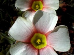 Oxalis obtusa in the Little Karoo