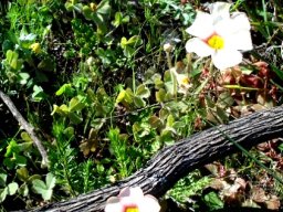 Oxalis obtusa showing some leaves