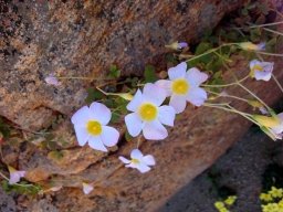 Oxalis obtusa in Namaqualand