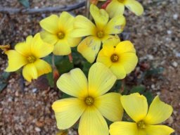Oxalis obtusa