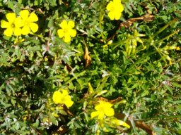 Oxalis pes-caprae