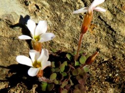 Oxalis punctata unusual leaf colour