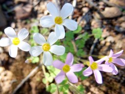 Oxalis punctata flowers