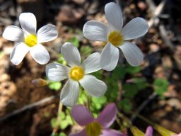 Oxalis punctata