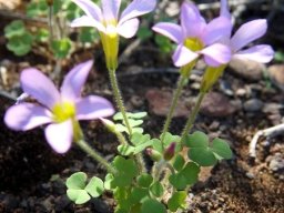Oxalis punctata leaves