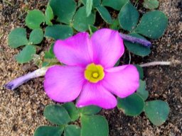 Oxalis purpurea flower