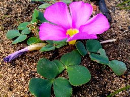 Oxalis purpurea flower
