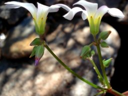 Oxalis rubricallosa