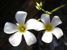Oxalis rubricallosa flowers