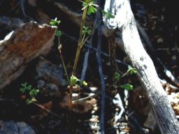 Oxalis rubricallosa, the plant
