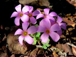 Oxalis punctata flowering pink