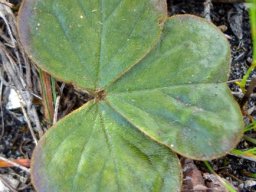 Oxalis truncatula leaflets