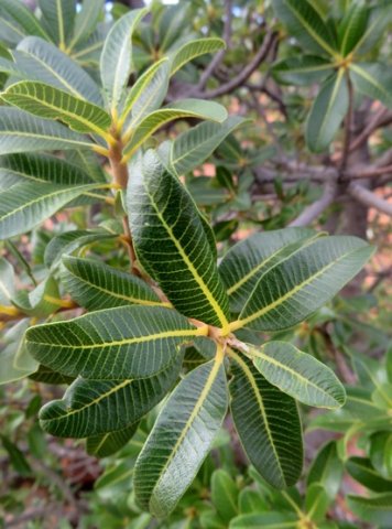 Ozoroa dispar stem-tips