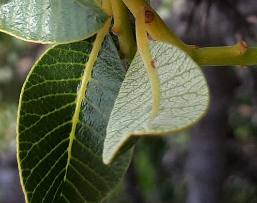 Ozoroa dispar leaves