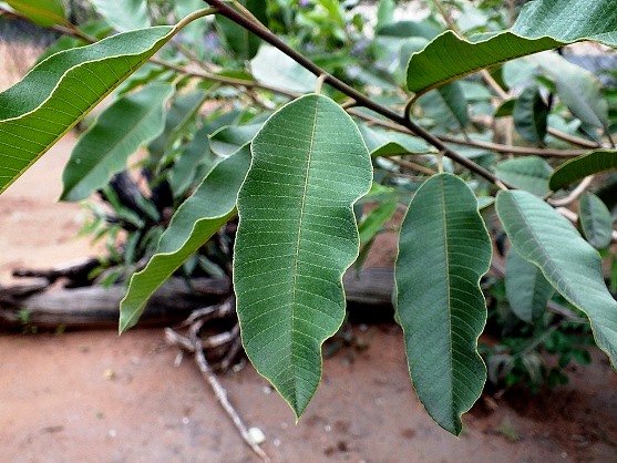 Ozoroa engleri