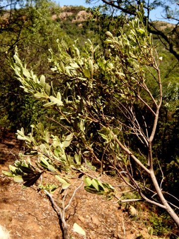 Ozoroa paniculosa