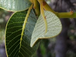 Ozoroa dispar leaves