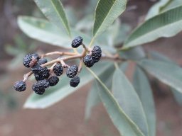 Ozoroa engleri fruit