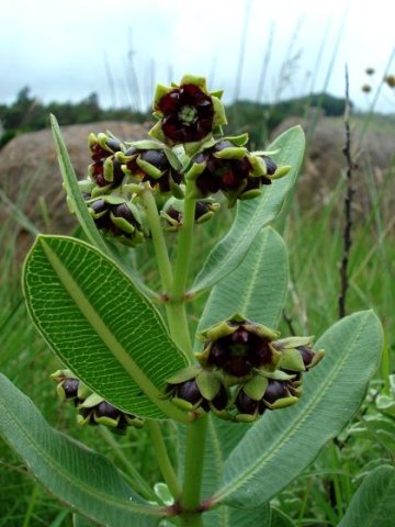 Pachycarpus galpinii leaves