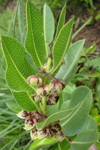 Pachycarpus natalensis leaves