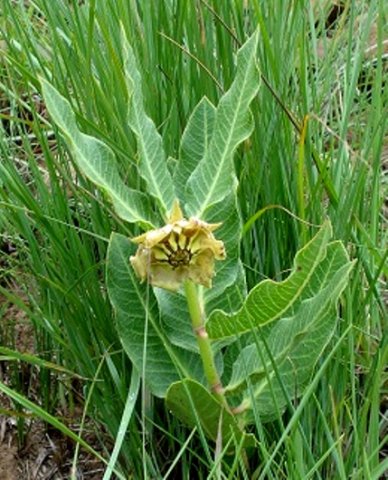 Pachycarpus plicatus