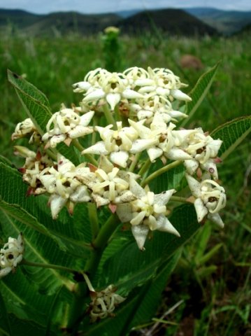 Pachycarpus scaber flowers