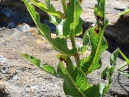 Pachycarpus concolor subsp. transvaalensis leaves