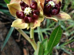 Pachycarpus concolor subsp. transvaalensis flowers