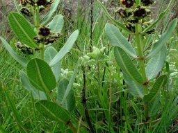 Pachycarpus galpinii