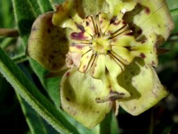 Pachycarpus plicatus flower