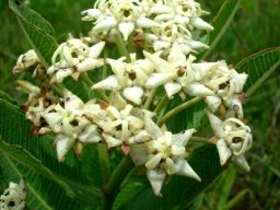 Pachycarpus scaber flowers