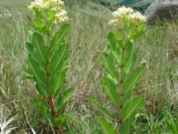 Pachycarpus scaber