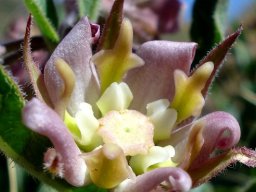 Pachycarpus vexillaris flower