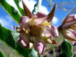 Pachycarpus vexillaris