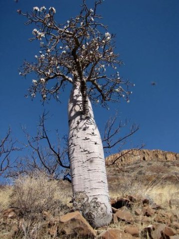 Pachypodium lealii in flower