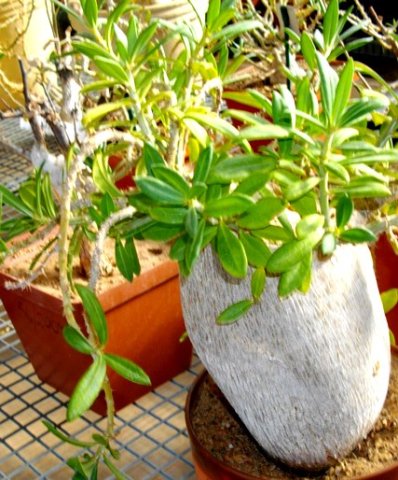Pachypodium bispinosum