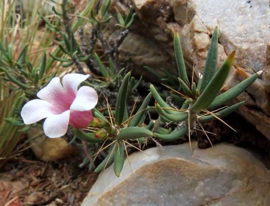 Pachypodium bispinosum leaves and spines